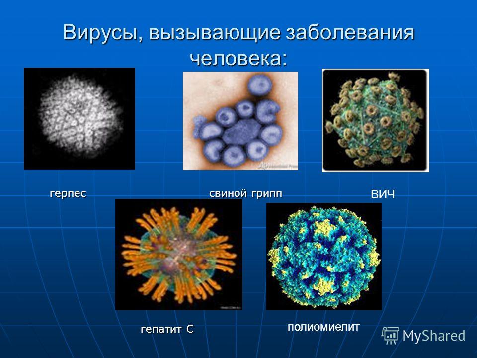 Какие вирусы могут поражать исполняемые файлы различных типов ответ