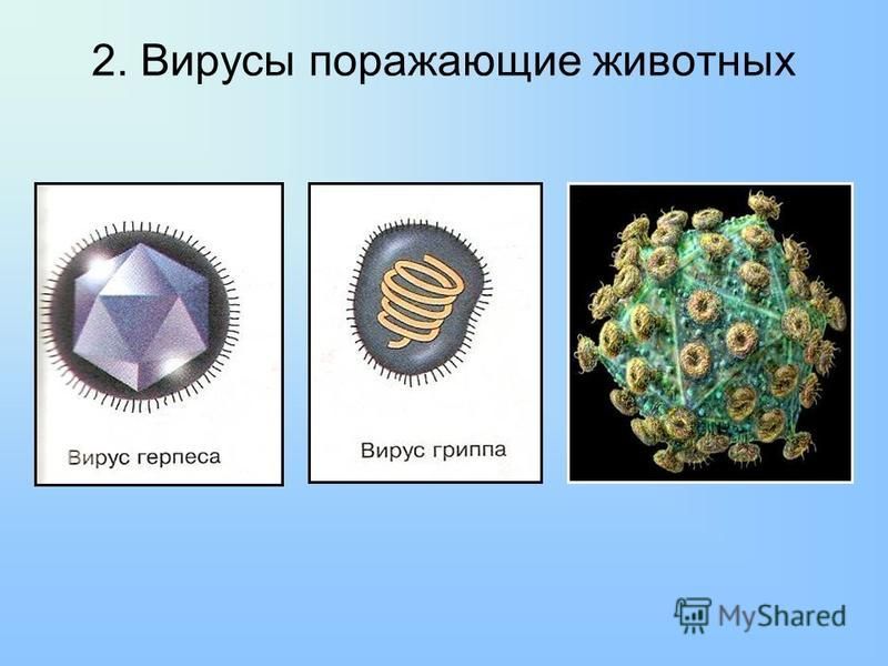 Вирусные заболевания картинки