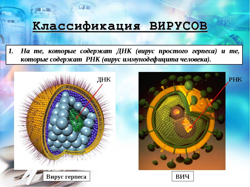 3 группы вирусов. Представители вирусов. Вирусы биология. Названия вирусов в биологии. Разнообразие вирусов.