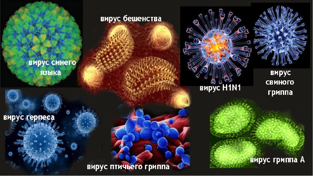 Вирусы названия 5 класс. Разные вирусы. Виды вирусов. Разнообразие вирусов. Вирусы и их названия.