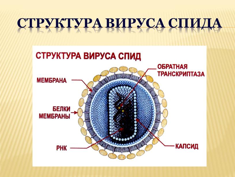 Какие вирусы заражают загрузочный сектор гибкого диска или винчестера