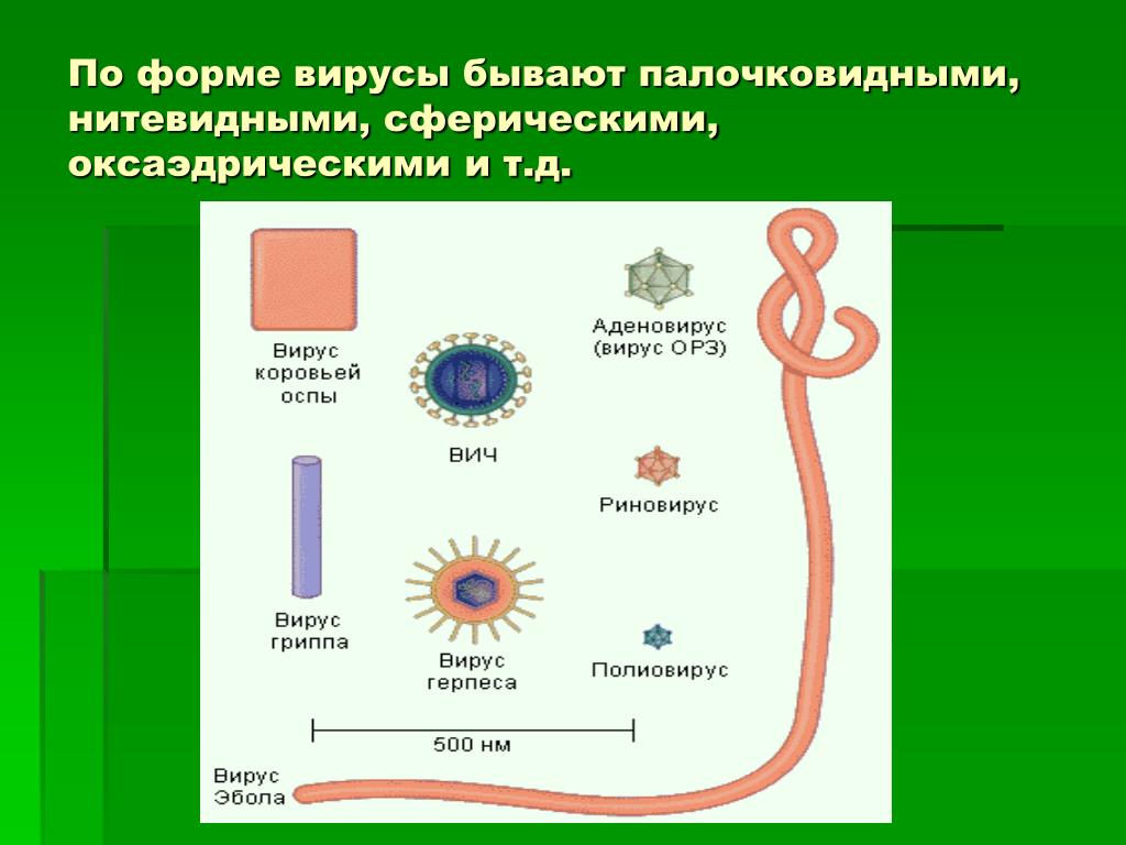 Какой вирус сейчас в ярославле. Формы вирусов. Вирусы по форме бывают. Формы вирусов картинки. Палочковидная форма вируса.